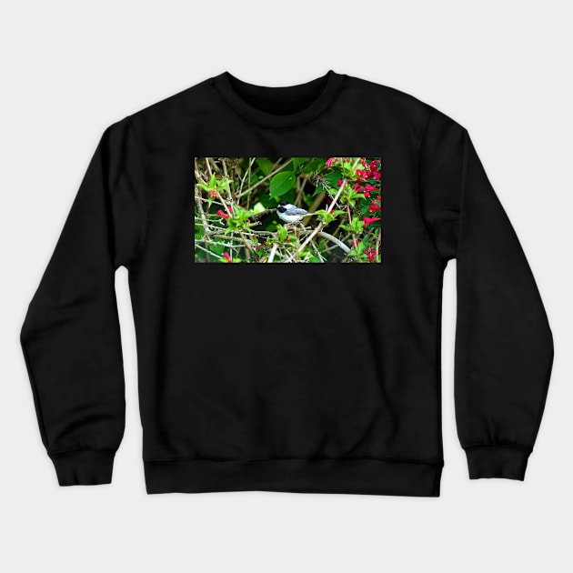 Black-capped Chickadee Hiding In A Bush Crewneck Sweatshirt by BackyardBirder